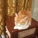 Алекс Котов